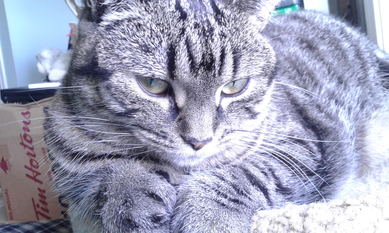 New Tazz pic with new lens! SOOO much clearer...guess this camera may not be amazing, but way better than I thought! :D (I didn’t mess with the exposure and brightness settings as this was a quick test pic, so pardon it looking washed out!)